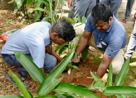 Tree Plantation2