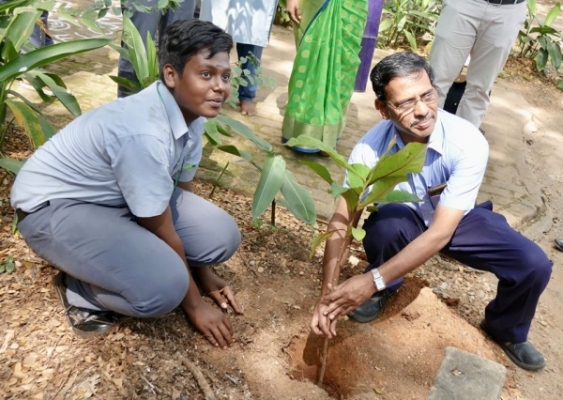 Tree Plantation4